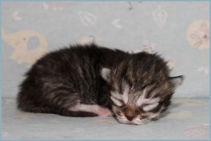 Male Siberian Kitten from Deedlebug Siberians